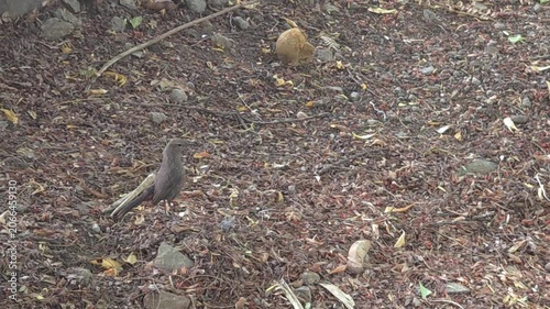 A plain brown California towhee gracefully navigates the ground, foraging for food. It moves smoothly through the sunny shade of lush tree foliage, keeping its long, narrow tail slightly raised.