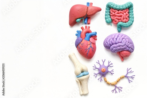  Human Organs in Clay Style — Brain, Heart, Liver, Intestines, Neuron and Knee Joint, 3D Medical Illustration, Isolated on White with Copy Space