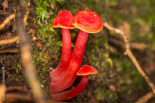Obraz na płótnie Close up of Hygrocybe rubrocarnosa, which is a red species of gilled fungi in th