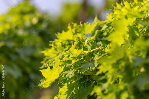 Fényképezés Sunlit green maple leaves on a summer branch