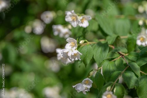 Принти на полотні White jasmine blossoms on leafy green shrub in soft natural light