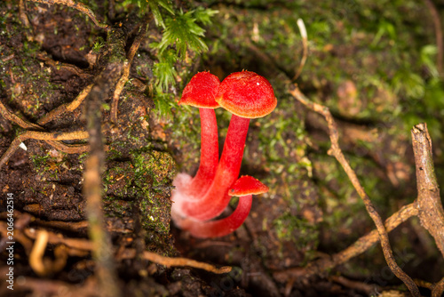 Cuadro en lienzo Close up of Hygrocybe rubrocarnosa, which is a red species of gilled fungi in th