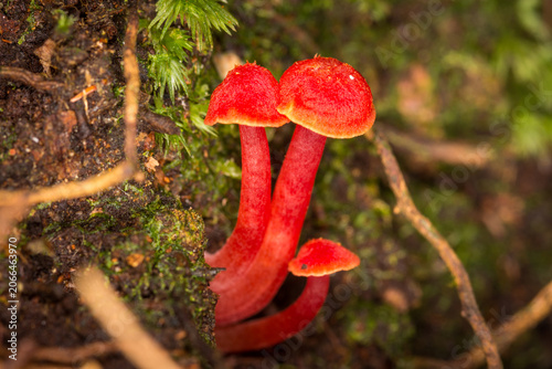Cuadro en lienzo Close up of Hygrocybe rubrocarnosa, which is a red species of gilled fungi in th