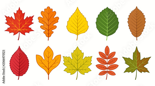 Obraz na plátně Colorful Autumn Leaves Collection with Maple Oak Birch and Elm