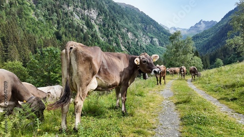 mucche al pascolo 