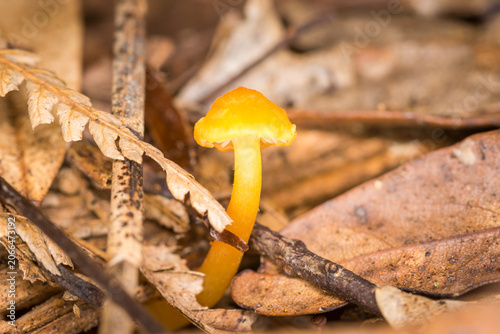 Canvas Print Close up of Hygrocybe blanda which is a small, indigenous orange waxgill mushroom native to New Zealand