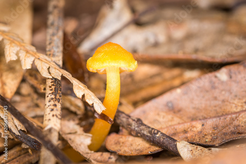 Canvastavla Close up of Hygrocybe blanda which is a small, indigenous orange waxgill mushroom native to New Zealand