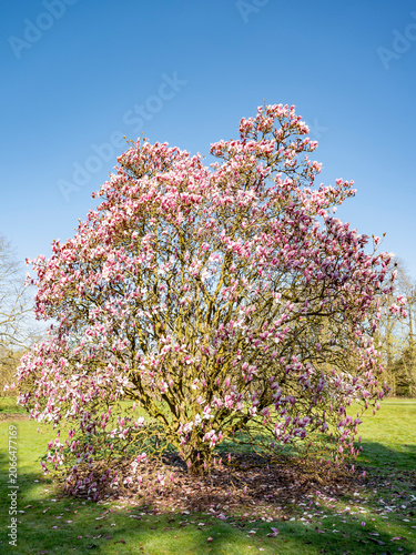 Magnolia