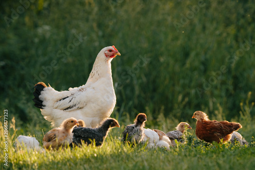 White hen protecting diverse chicks in green grass