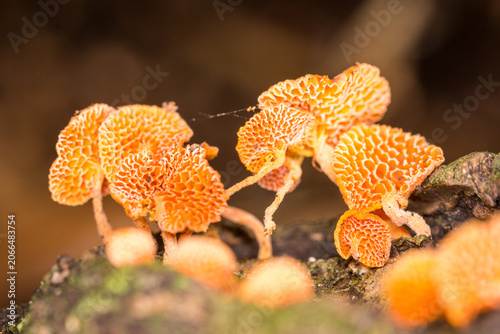 Cuadro en lienzo Close up of orange pore fungus growing on rotting log