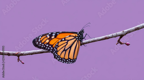 Monarch butterfly on minimalist white branch solid lavender background symmetry concept