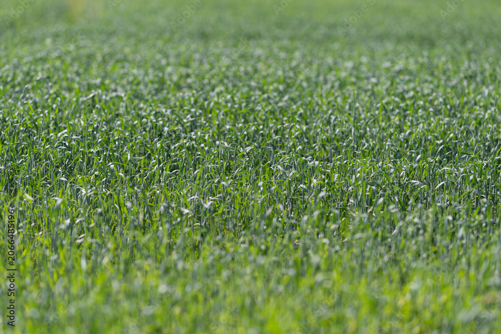 Obraz premium Close-up of a green wheat field with young shoots