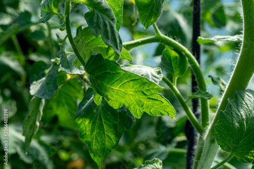 Green tomato plant leaves with sunlight filtering through in a garden setting