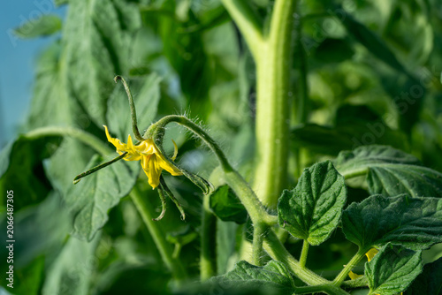 Yellow tomato flower blooming among green leaves in a garden setting under natural sunlight