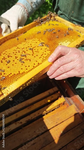 Observing the intricate world of beekeeping, a beekeeper carefully lifts a honeycomb frame using a hive tool, showcasing busy bees diligently working on hexagonal cells filled with honey and larvae