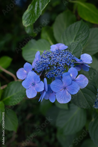 青い紫陽花のクローズアップ