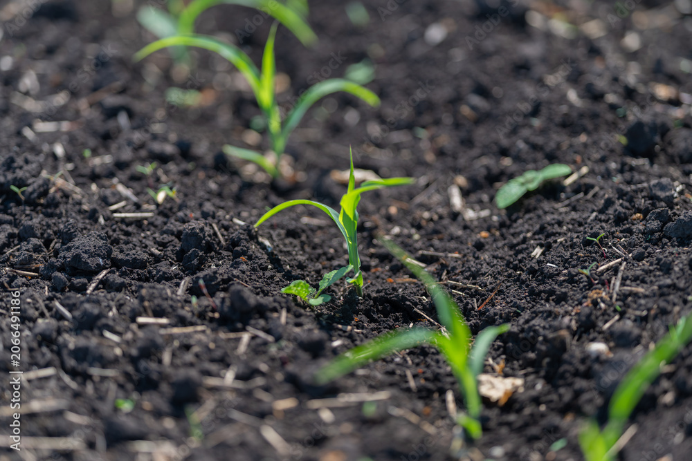 Fototapeta premium Young green seedlings emerging from dark garden soil