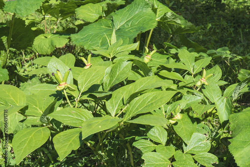 Принти на полотні ベニバナヤマシャクヤク｛Paeonia obovata Maxim.）：若い果実と葉【ボタン科】日本長野県の入笠山・6月