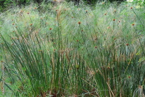 Closed up of Papyrus Plants (Papyrus Reeds) green grass in the morning