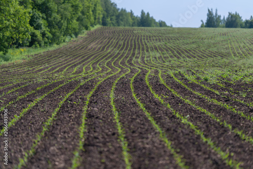 Принти на полотні Low-angle view of young crop rows on a gently rolling field