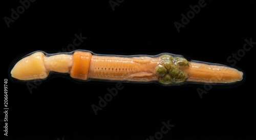 Lateral full body view of marine acorn worm showing proboscis collar and trunk anatomy