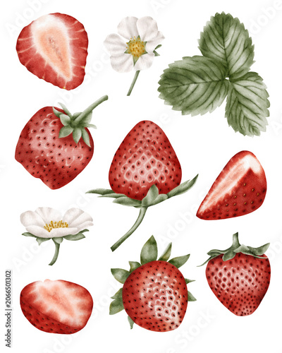 Hand painted watercolor strawberry botanical collection. for packaging design, food branding, organic product labels, recipe books, menu design, surface pattern design, textile prints, stationery, scr