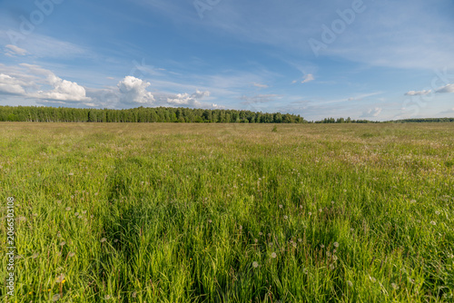 Принти на полотні Expansive green meadow under a blue summer sky with distant tree line