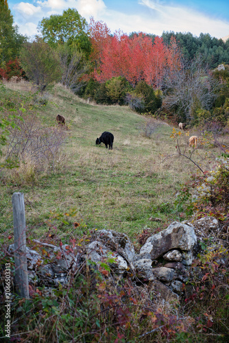 A dark-skinned cow grazing peacefully in a grassy meadow with trees displaying beautiful autumnal reds