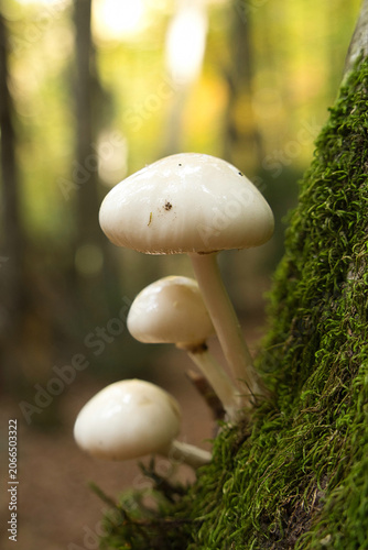 White porcelain fungi growing on mossy tree