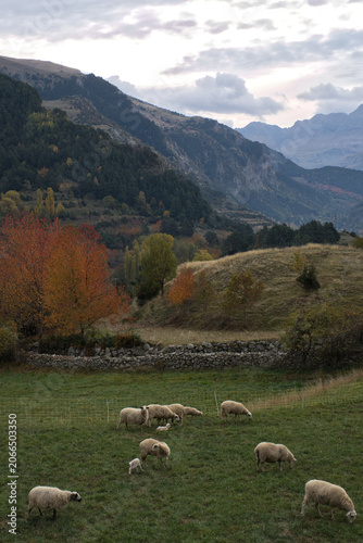 An autumn landscape of a mountainous valley with forests of colorful trees; a flock of sheep grazes in a meadow