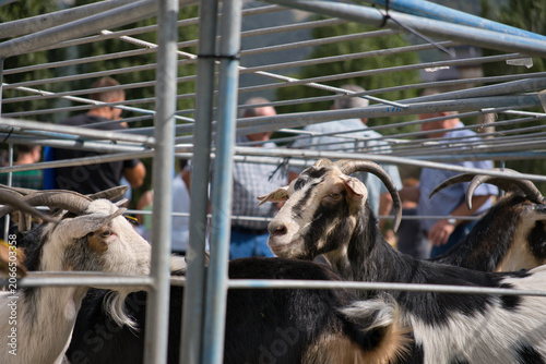 Goats standing in metal pen at livestock market