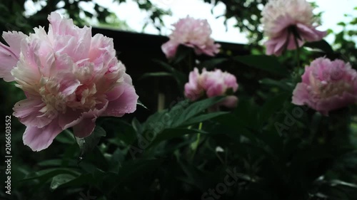 Gardening concept. Blooming pink peonies in summer garden
