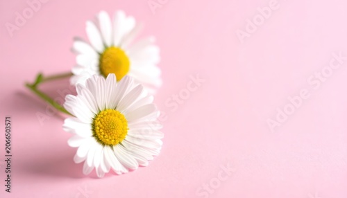 Two delicate white daisies with yellow centers are positioned on a soft pink background with a shallow depth of field.