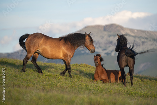 Photo of two horses and a foal on m. Mic, Romania, during summer