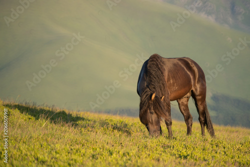 Photo of a black horse grazing on m. Mic, Romania in summer