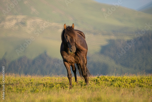 Photo of a black horse on m. Mic, Romania, during summer
