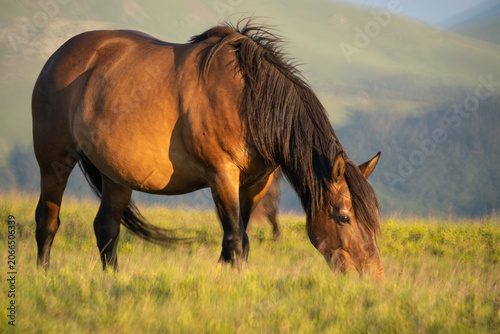 Photo of a brown horse, grazing on m. Mic, Romania during summer