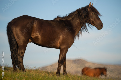 Photo of a black horse with a brown horse in the backround, on m. Mic, Romania