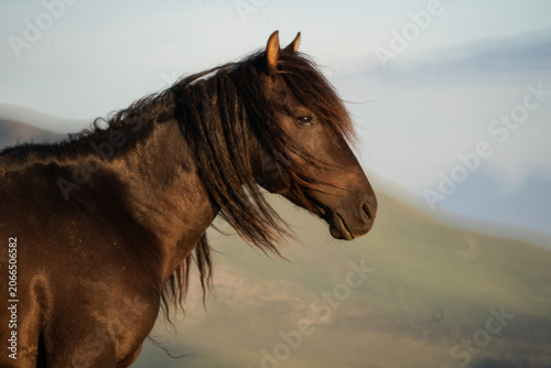 Portrait of a balck horse, from the side with blurry background