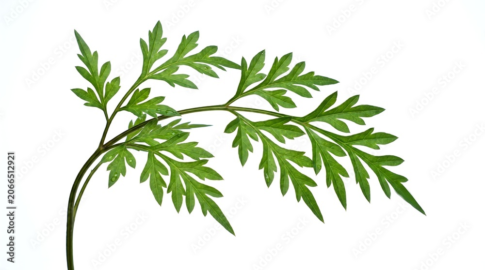 Fototapeta premium A delicate green fern leaf isolated on a clean white background.