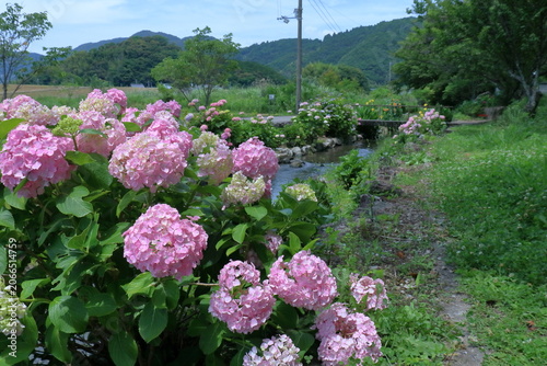 加茂川親水公園を彩る紫陽花　高知県