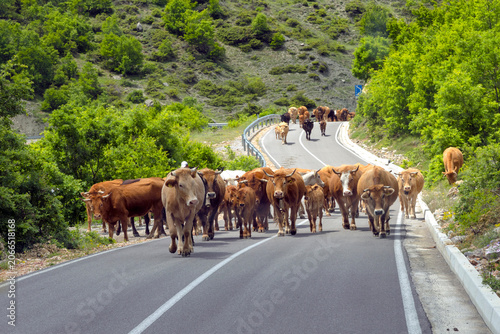 Kuhherde auf der Straße bei Leskovik, Albanien, 30.05.2026 < english> Herd of cows on the road near Leskovik, Albania, May 30, 2026