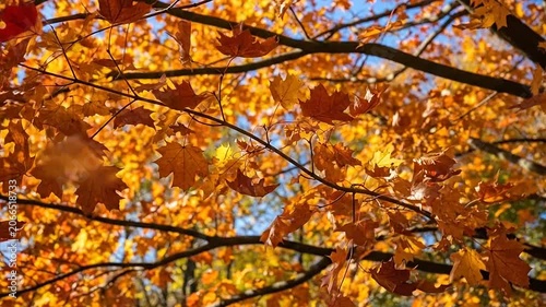 Golden maple leaves glow under bright sunlight against a clear blue sky in autumn