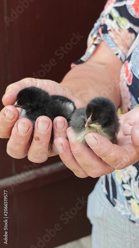 Vertical close-up of an elderly person's weathered hands cradling two tiny, fluffy black and grey chicks, illustrating warmth, protection, and the delicate beauty of new life on a farm.