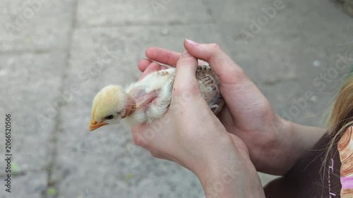 A close-up view of a small, fluffy yellow baby chick with some brown markings, gently nestled and cradled in the open hands of a person, symbolizing new life, tenderness, and animal care on a farm or