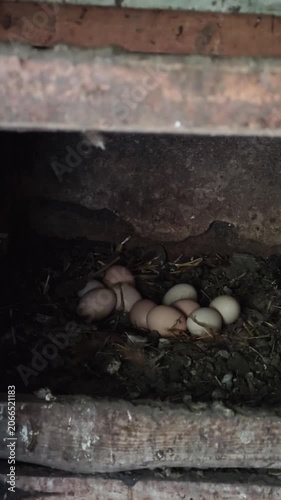An overhead shot capturing a natural chicken nest brimming with a dozen organic, light-brown and white eggs, situated on the ground amidst straw and earth in a secluded, dimly lit corner of a rural