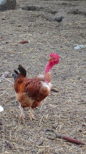 A distinctive brown Naked Neck chicken, characterized by its featherless neck and vibrant red comb, gracefully navigates a sun-drenched, straw-covered farm environment, exploring the ground with