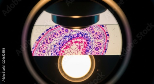 Microscopic view of a pink and purple tissue sample slide seen through a professional optical laboratory microscope