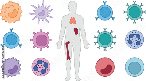 Tableau sur toile Immune System Cells and Lymphoid Organs Anatomy Illustration Showing Leukocytes,