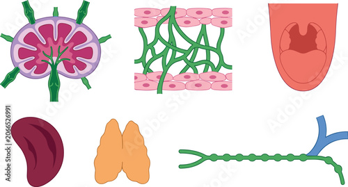Konstfotografi Lymphoid Organs and Lymphatic Tissue Anatomy Illustration Showing Lymph Node Str
